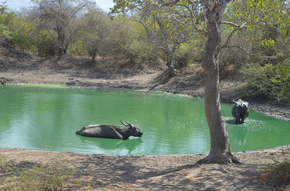 tuktukreissrilanka.nl